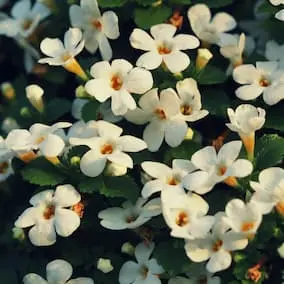 Bacopa Monnieri - Pineal Guardian ingredient