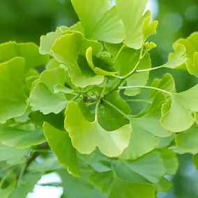 Ginkgo Biloba - Pineal Guardian ingredient