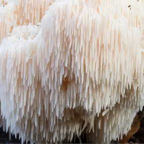 Lion’s Mane Mushroom - Pineal Guardian ingredient