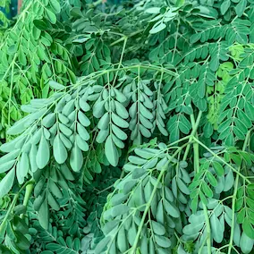 Moringa - Pineal Guardian ingredient