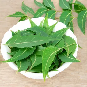 Neem - Pineal Guardian ingredient