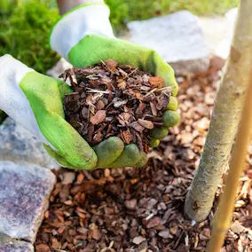 Pine Bark Extract - Pineal Guardian ingredient